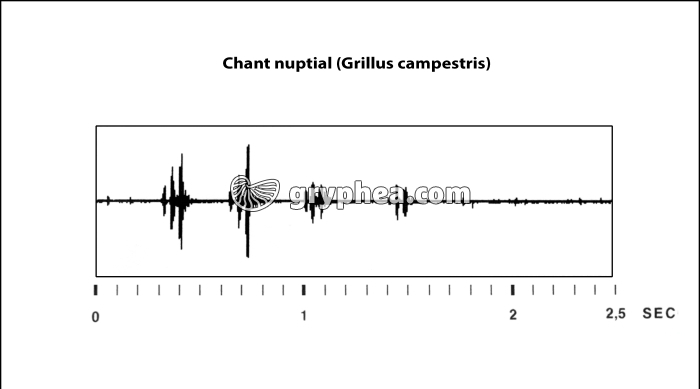 Sonogramme du chant nuptial du Grillon (Grillus campestris) - gryphea.org